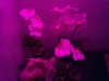 Led Orchideen1