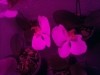 Led Orchideen2