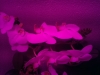 Led Orchideen3
