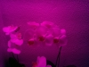 Led Orchideen4