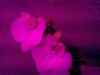 Led Orchideen6
