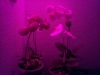 Led Orchideen8