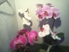 Led Orchideen9