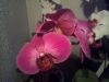 Led Orchideen10