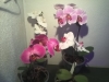 Led Orchideen15